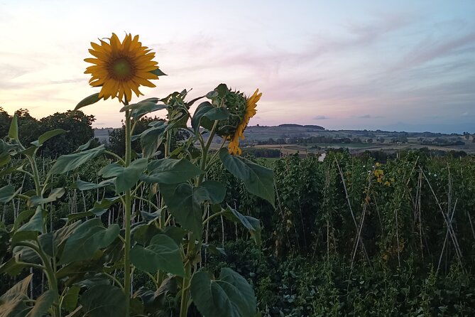 farm-to-table-food-experience