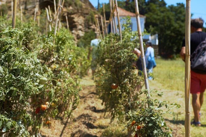 farm-to-table-local-cooking-experience