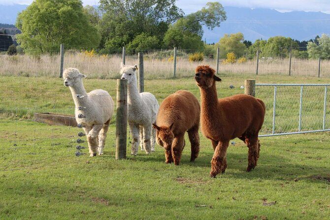 Farm Tour and Milford Sound Nature Cruise from Te Anau - Who Is This Tour Best For?