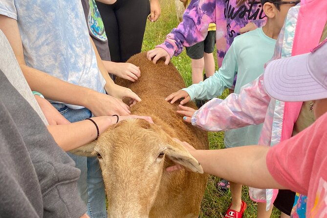 farm-tour-at-clover-brooke-llama-alpaca-goat-farm
