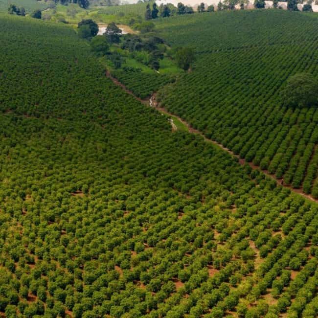 Farm Tour from Nairobi: Karunguru Coffee Farm Experience - Relaxing and Shopping for Souvenirs