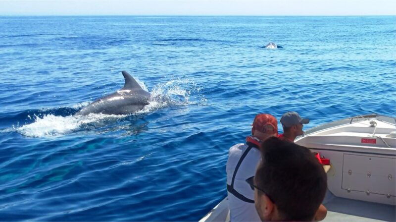 faro-dolphin-and-marine-life-watching-boat-tour