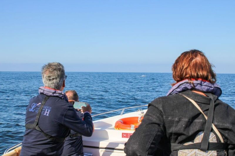 faro-dolphin-and-marine-life-watching-boat-tour