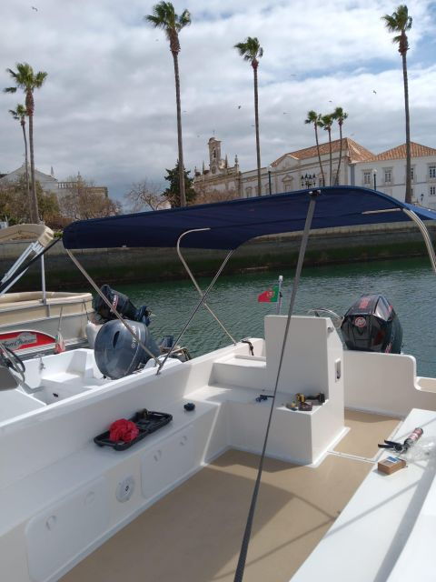 faro-dolphin-and-marine-life-watching-boat-tour