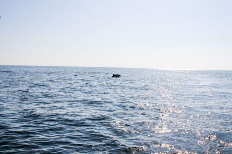 faro-dolphin-and-marine-life-watching-boat-tour