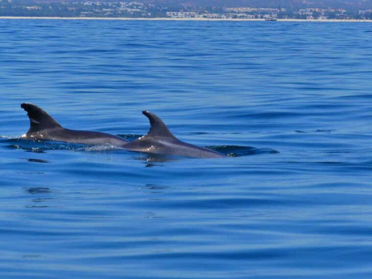faro-dolphin-and-wildlife-watching-in-the-atlantic-ocean