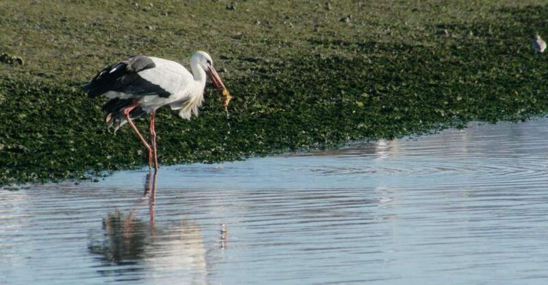 faro-eco-friendly-ria-formosa-bird-watching-in-solar-boat