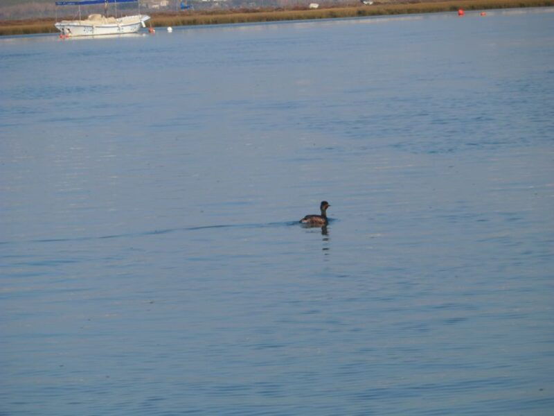 faro-eco-friendly-ria-formosa-bird-watching-in-solar-boat