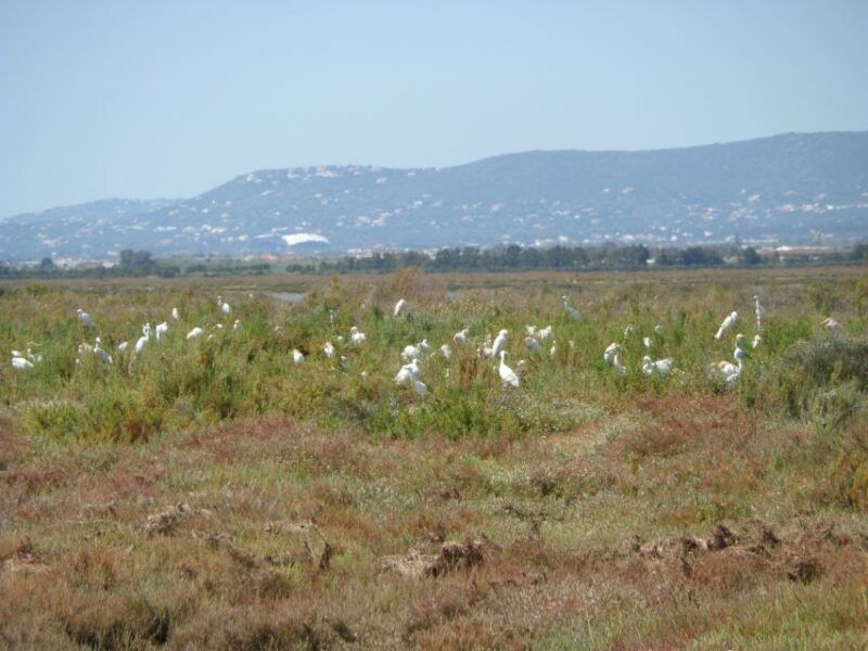 faro-eco-friendly-ria-formosa-bird-watching-in-solar-boat