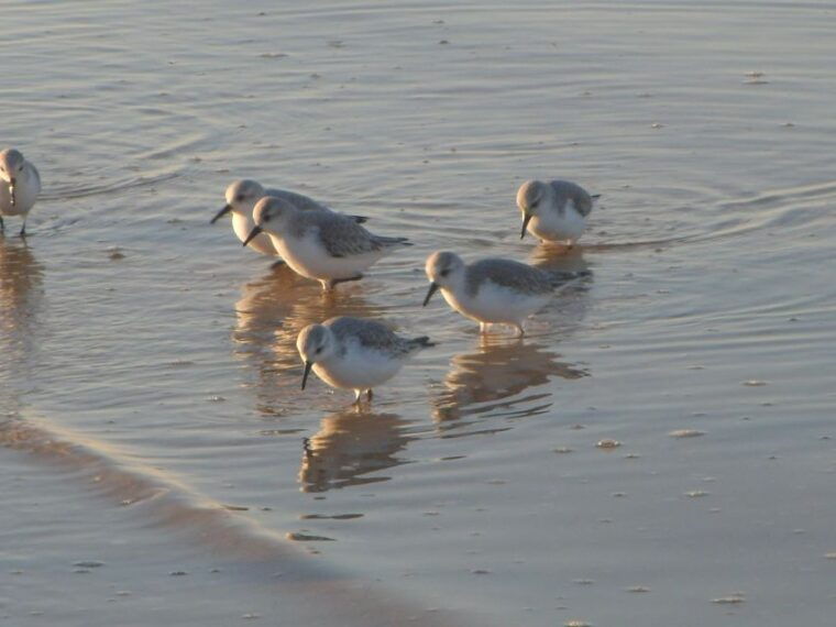 faro-eco-friendly-ria-formosa-bird-watching-in-solar-boat