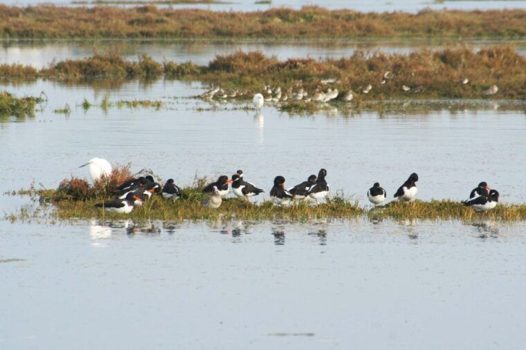 faro-eco-friendly-ria-formosa-bird-watching-in-solar-boat