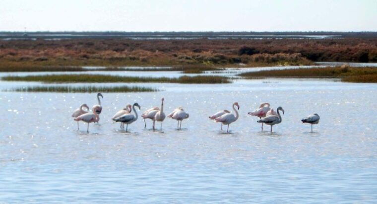 faro-eco-friendly-ria-formosa-bird-watching-in-solar-boat