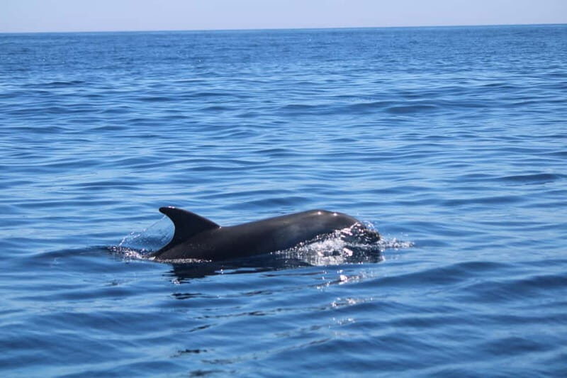Faro: Funtastic Dolphin Watching Boat Tour - Key Points