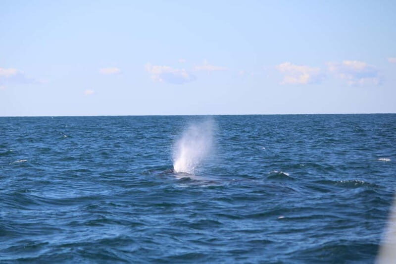 Faro: Funtastic Dolphin Watching Boat Tour - The Practicalities: What You Need to Know