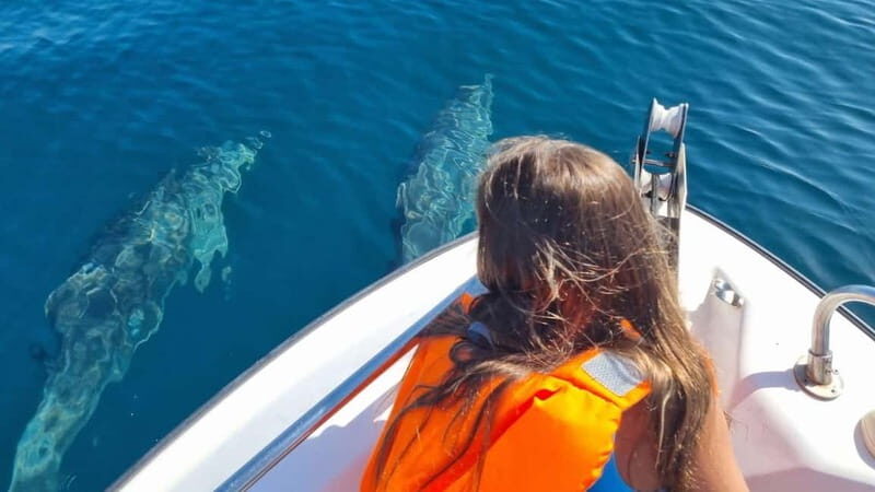 Faro: Funtastic Dolphin Watching Boat Tour - Who Is This Tour Best For?