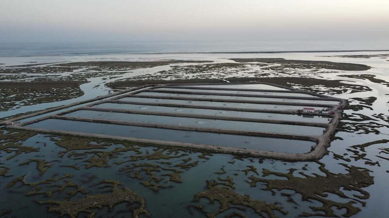 Faro: Half Day Private Tour in Ria Formosa Natural Park - Final Thoughts