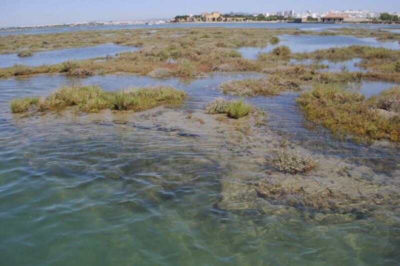 faro-ria-formosa-lagoon-small-boat-tour-with-local-guide