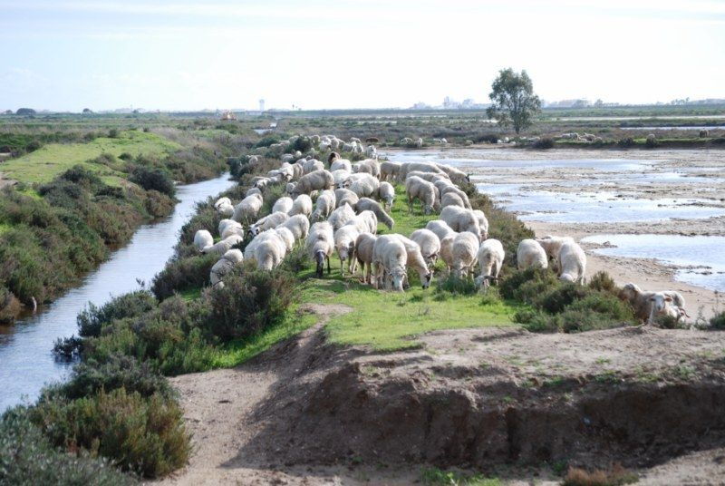 faro-ria-formosa-natural-park-segway-tour-birdwatching