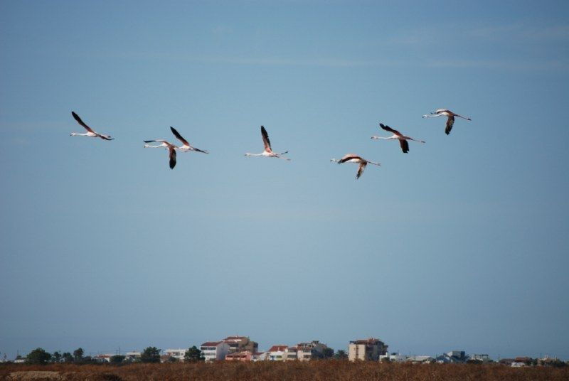 faro-ria-formosa-natural-park-segway-tour-birdwatching
