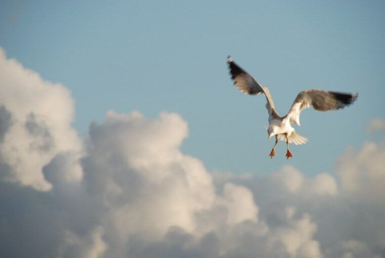 faro-ria-formosa-natural-park-segway-tour-birdwatching