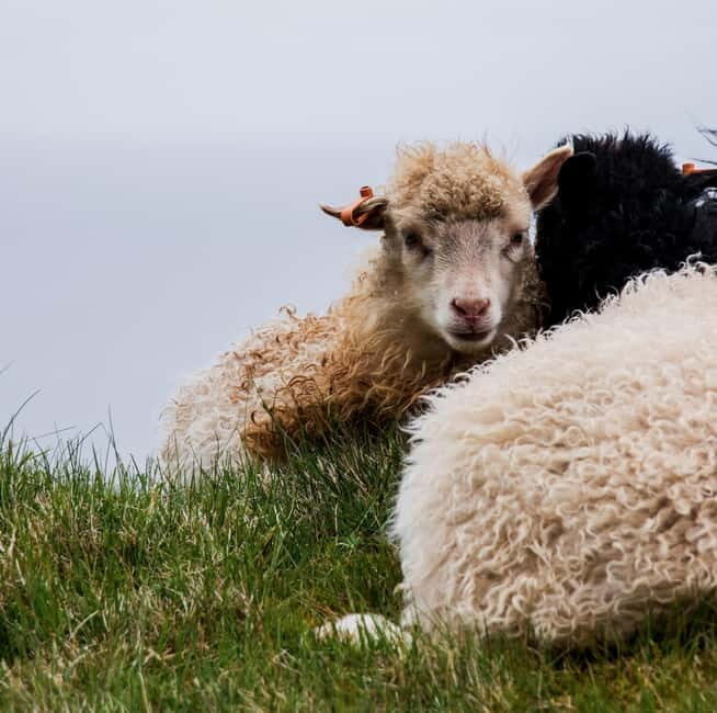 Faroe Islands : Guided Nature Tour of Faroe Islands - Pricing and Value