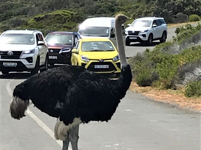 Fascinating Cape Peninsula Experience (private tour) - Real Experiences from Travelers