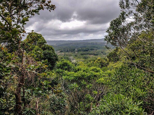 Fascinating Nature Tour Incl Ebony Forest, 7 Coloured Earth,Lunch - Key Points