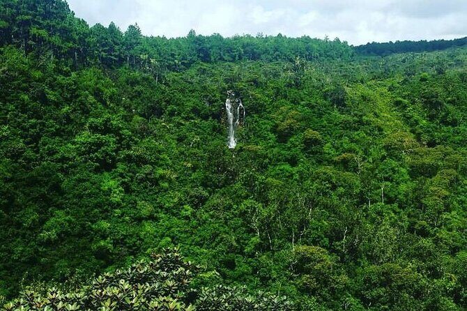 Fascinating Nature Tour Incl Ebony Forest, 7 Coloured Earth,Lunch - An In-Depth Look at the Tour Experience