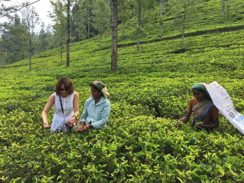 Fascinating Tours in Sri Lanka - Practical Details That Matter