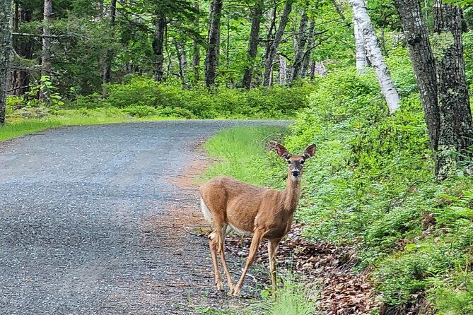 fat-tire-e-bike-rental-in-bar-harbor
