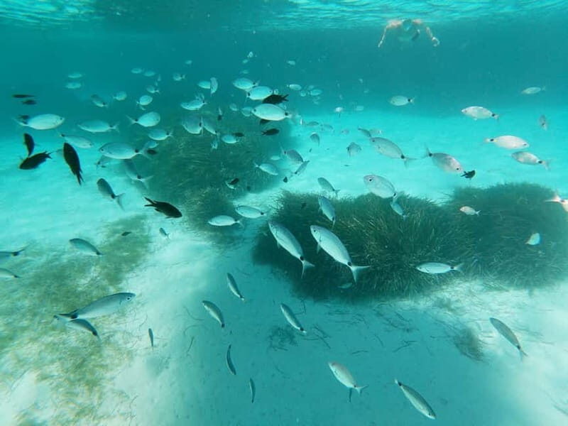 Favignana and Levanzo Island: Swim, Snorkeling and Lunch - Practical Details and Value