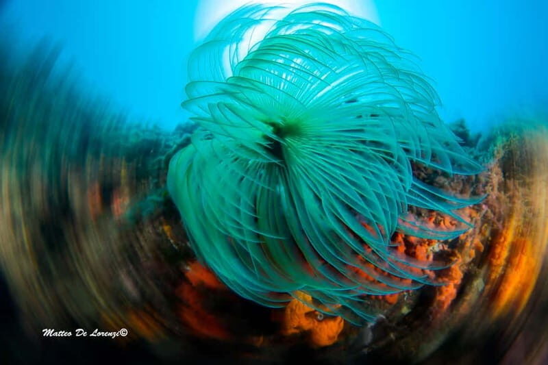 Favignana: Baptism of the sea - Scuba diving trial - Key Points