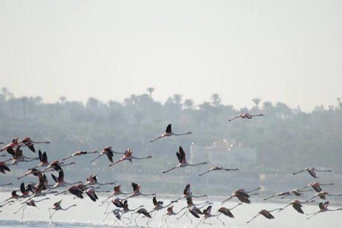 Fayoum Full Day tour Bird Watching - Why This Tour Works for You