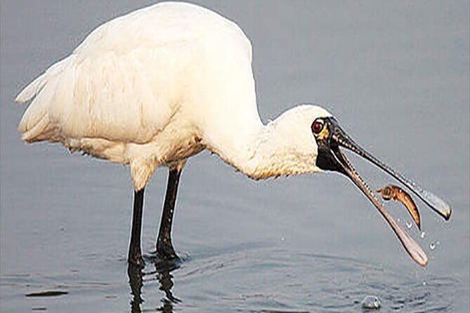Fayoum Full Day tour Bird Watching - Final Thoughts