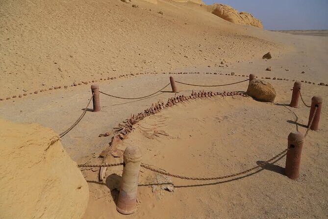 Fayoum Oasis Safari 4×4 Wadi El Rayan & Valley of the whales - Why This Tour Is a Great Value