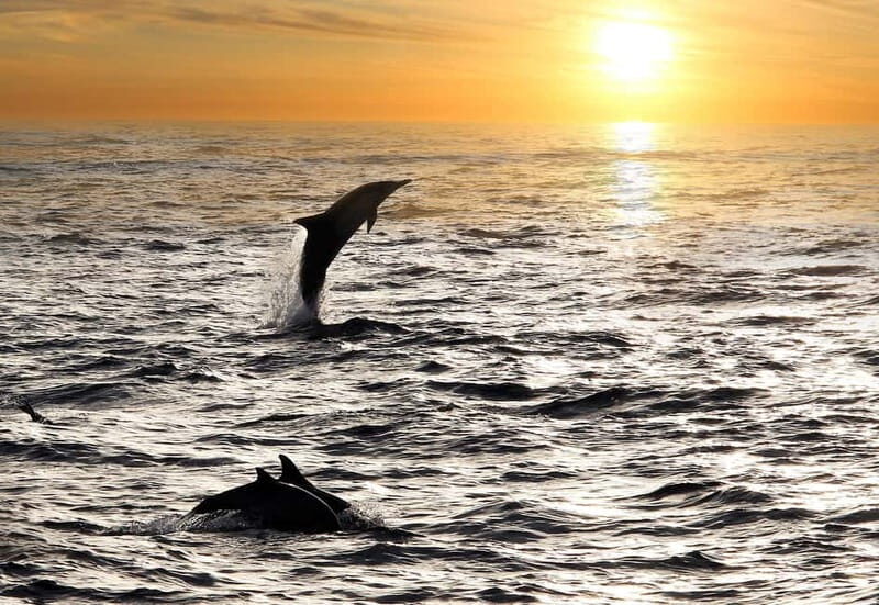 Fazana: Dolphin Finder in Brijuni islands Safari with Dinner - A Detailed Look at the Experience