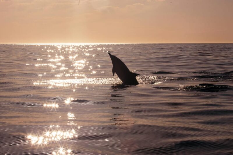 Fazana: Dolphin Finder in Brijuni islands Safari with Dinner - FAQ