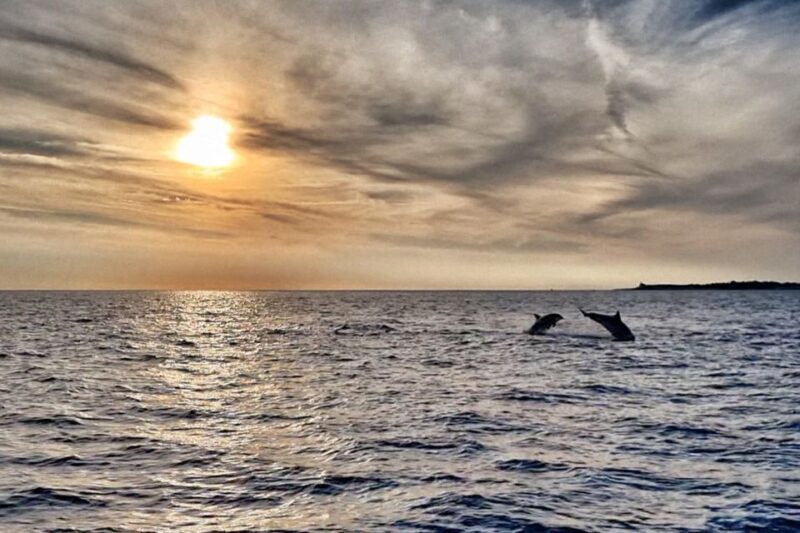 Fazana: dolphin safari and sightseeing in Brijuni at sunset - Key Points
