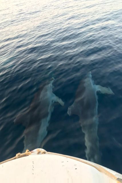 Fazana: dolphin safari and sightseeing in Brijuni at sunset - FAQ