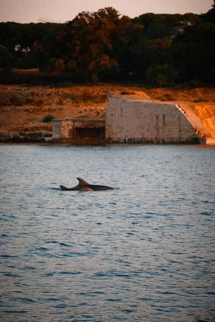 Fazana: Dolphin/Sunset Tour - Key Points