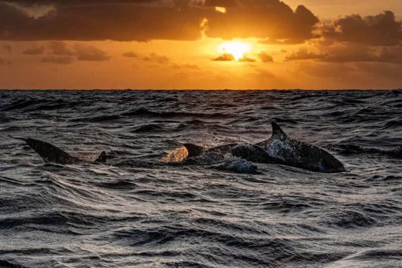 Fazana: Eco Friendly Brijuni Dolphins with Dinner & Drinks - Final Thoughts