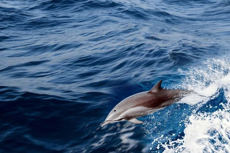FAZANA Koralj Boat Tour Galebove stijene-NP Brijuni - Who This Tour Is Perfect For: