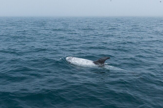 Feathers & Scales - Exploring the Itinerary: What to Expect from This Marine Tour