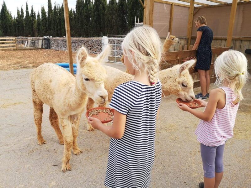 felanitx-mallorca-alpacas-close-up-experience