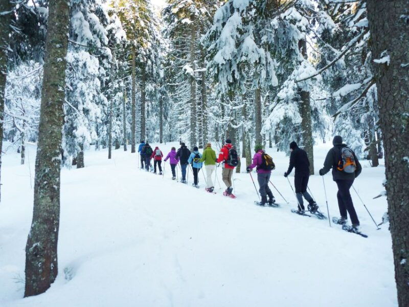 feldberg-guided-snowshoeing-tour-in-the-black-forest