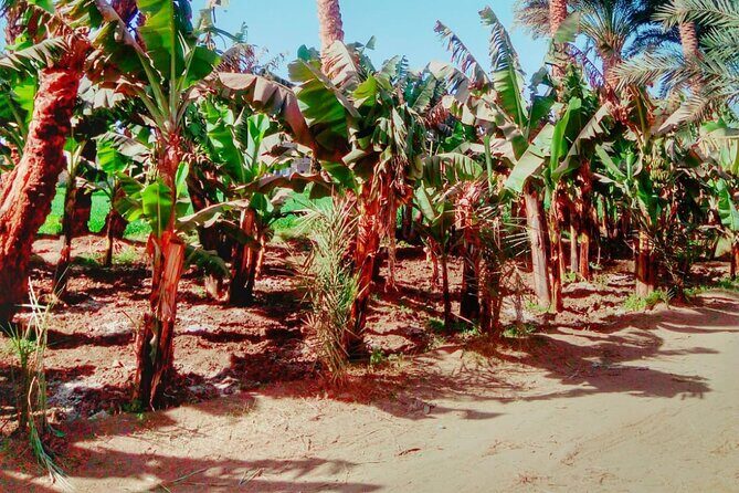 Feluca Ride in Luxor - FAQs