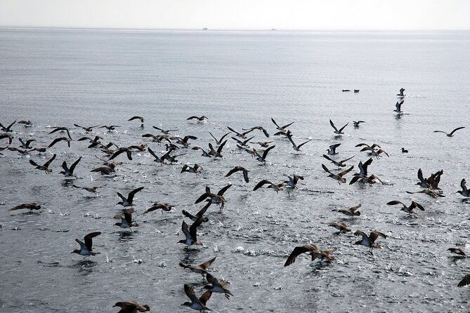 ferry-benalmadena-fuengirola