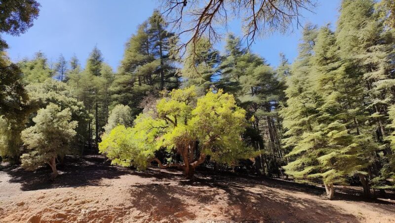 Fes: Day Trip to Middle Atlas: Imouzzer, Ifrane, Azrou - FAQ