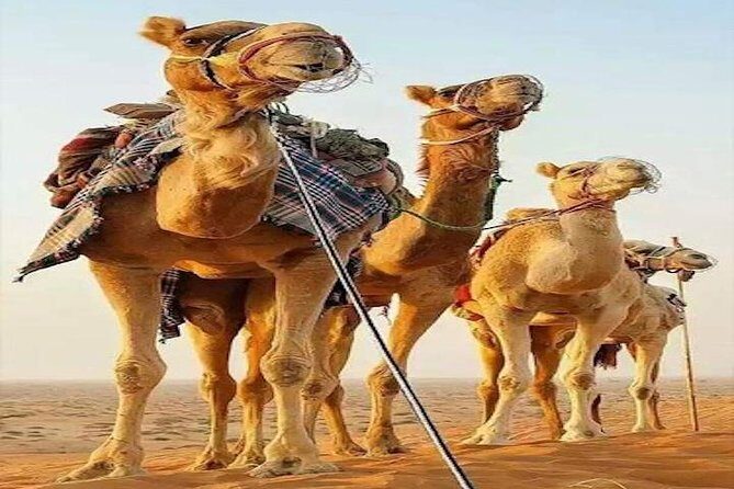 Fes to Marrakech 2 days Tour - The Sahara Experience: Dunes and Camel Ride