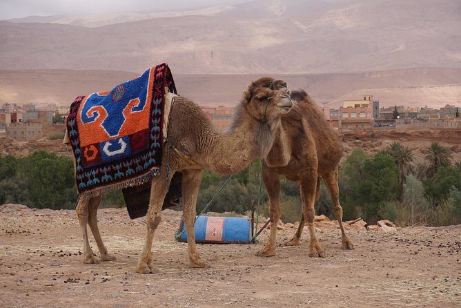 Fes to Marrakech Desert Tours - FAQs
